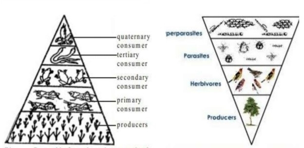 Functions of Ecosystem (PDF): Food Chain, Food Web & Pyramids : Other ...