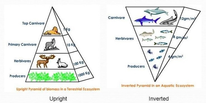 functions-of-ecosystem-pdf-food-chain-food-web-pyramids-other