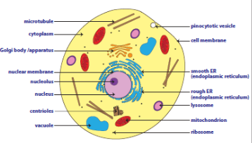 Which of the cell organelle is not present in animal cell?