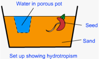 design experiment demonstrate hydrotropism