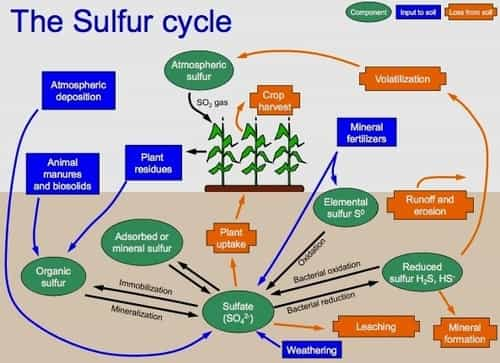 sulphur-cycle-notes-in-hindi-english