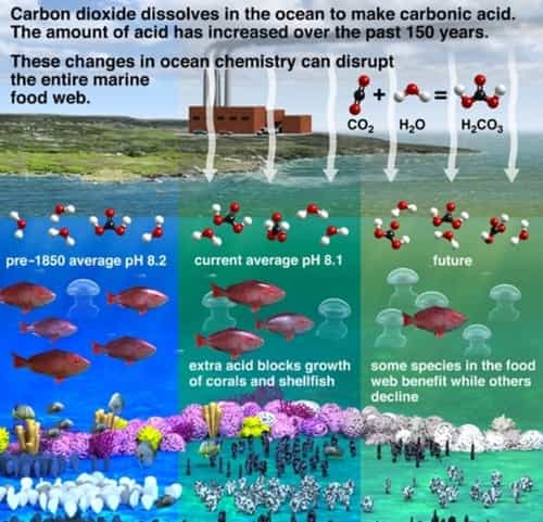 ocean acidification mastery assignment
