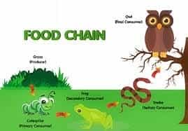 Functions of Ecosystem (PDF): Food Chain, Food Web & Pyramids : Other