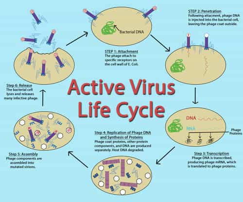 why-are-viruses-considered-to-be-non-living-things