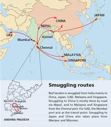 Red Sanders Smuggling Impact On The Environment Upsc Exams