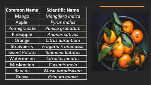 List Of Scientific Names Of Fruits