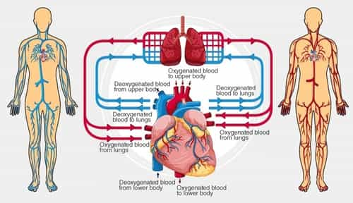 blood-circulation-system-in-marathi-download