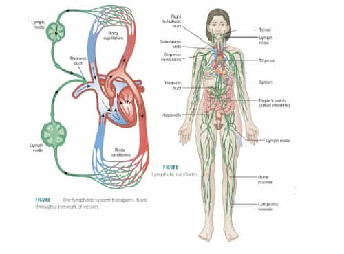 मानवी रक्ताभिसरण प्रणाली/Blood Circulation System in Marathi, Download ...