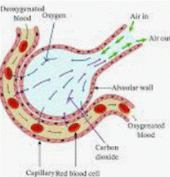 What Are The Structure And Function Of Alveoli? - Get Detailed Answer