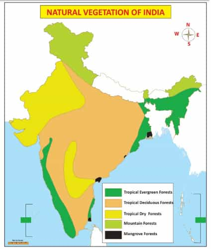 भारतातील वनांचे प्रकार, उष्णकटिबंधीय सदाहरित, पानझडी आणि काटेरी वने ...