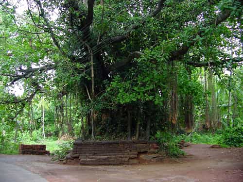Sacred Groves in India PDF Download Conservation Study Notes