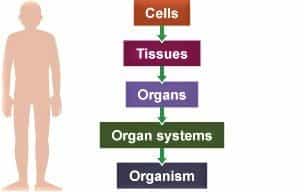 Biology Topic 2 : CELL (कोशिका)