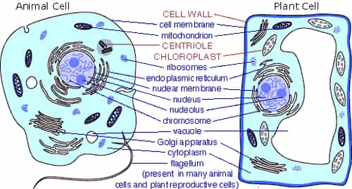 Biology Topic 2 : CELL (कोशिका)